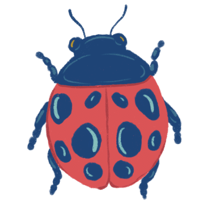 lady bug