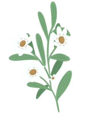 three white flowers on a green stem